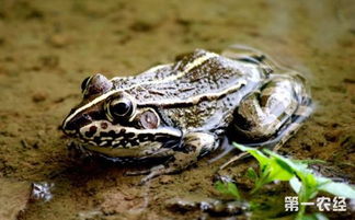 青蛙感染疾病怎么办 青蛙常见疾病的病症与防治