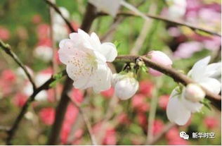 世界上桃花种类最多的地方,让我们走走桃花运