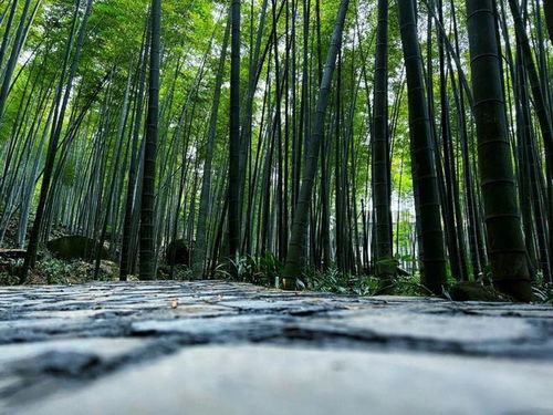 竹子在风水里代表着什么 竹子开花寓意着什么 你真的了解吗