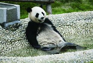 两只大熊猫亮相引市民捧场 贝贝活泼蜀云太懒 