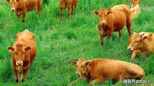 19头牛卖近40万,草也自己种了,一头能赚多少钱 真的比打工强