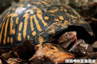 北部锦箱龟的饲养注意事项