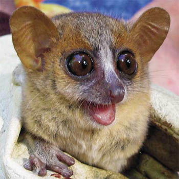 科学家在马达加斯加发现三种新的鼠狐猴 旅游新闻 世界游网 World Travel Online 