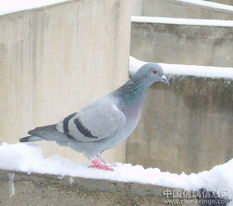 雪中的爱鸽 