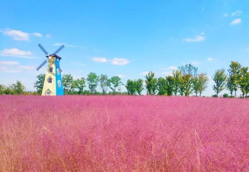 手慢无 白马湖菊花展门票继续免费送 还有万元现金等你抢 