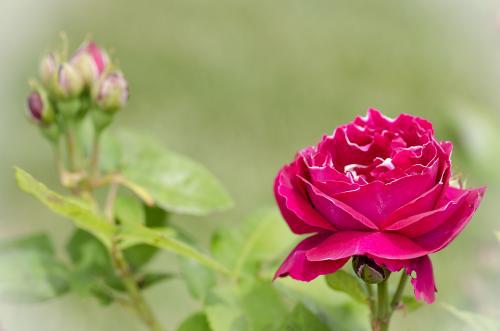 红玫瑰什么时候开花,北京玫瑰花几月份开花