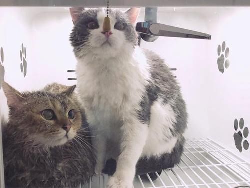 女子带宠物猫去洗澡,猫咪却意外死在烘干箱里
