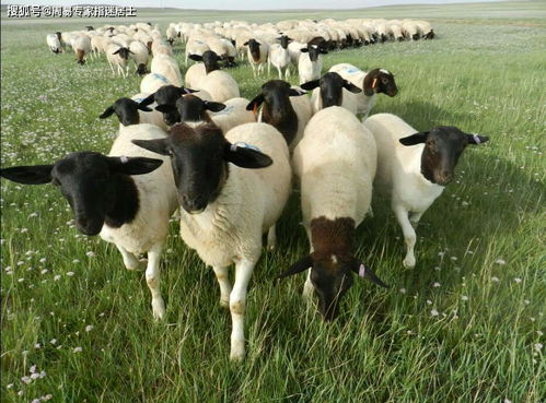 生肖属羊人2020年下半年每个月运势