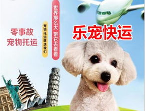 图 宠物托运价格100广州至全国宠物托运 猫咪狗狗飞机 广州宠物服务 