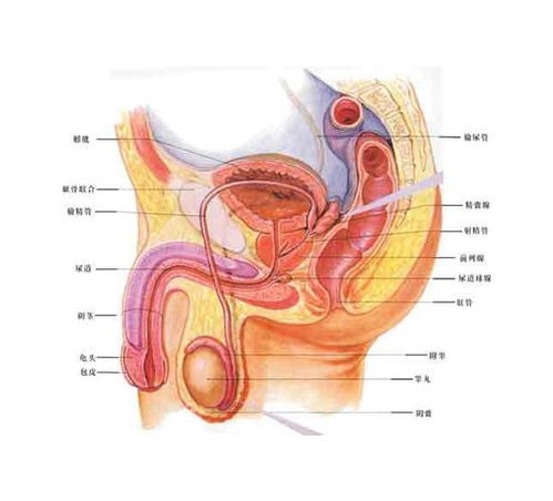 前列腺在哪里图解 