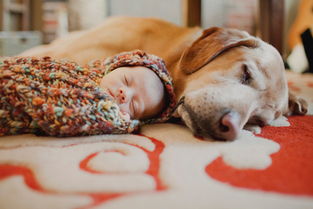 家里有小孩能养狗吗 怎样让宝宝和狗狗和平共处 