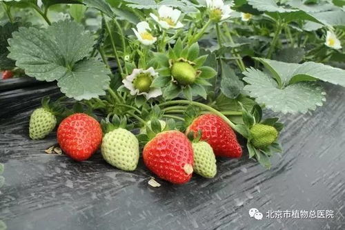 为什么种草莓不能用种子呢 
