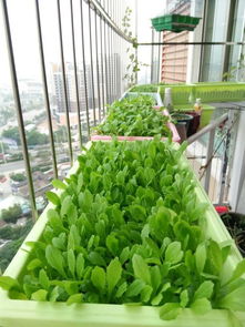 如何利用阳台种蔬菜,阳台蔬菜种植？