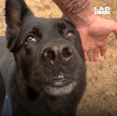 警犬追犯人从6米高跳下,受伤还努力完成任务,帅得不行