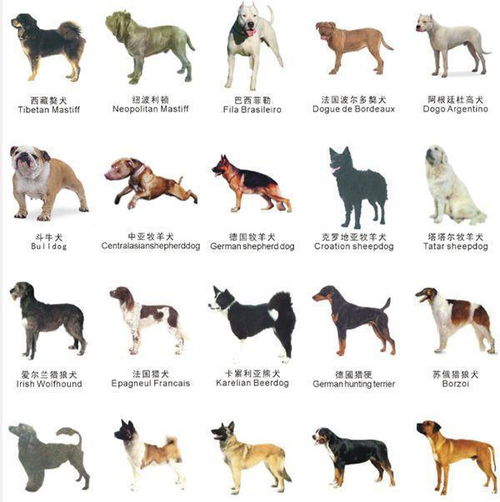 这38种狗狗上了苏州 养狗黑名单 ,你家狗狗在其中吗