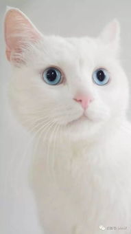 猫咪壁纸,可爱小白猫