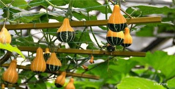 观赏南瓜的盆栽种植技巧,多肉小南瓜的种植方法