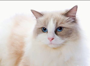 普贝斯 布偶猫的眼睛是什么颜色的