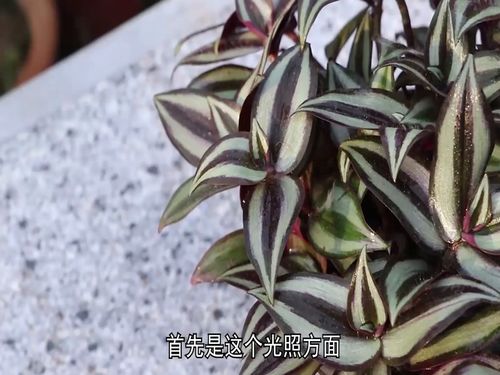 紫叶吊兰的水培扦插方法？