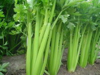 香芹菜种植时间和方法,芹菜怎么种植