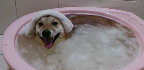 最喜欢泡澡的狗狗,泡一次还没泡够,回来敷着毛巾继续泡澡