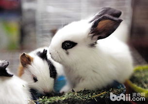 夏天宠物兔要怎么养 夏季宠物兔防暑方法饲养注意事项