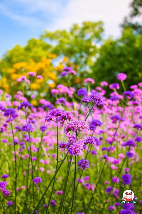 一秒就爱上 福州夏日绝美的紫色花海被发现,美如薰衣草庄园