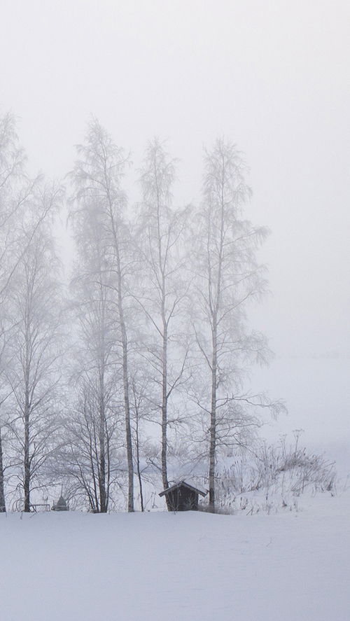 紫色森林下雪手机壁纸 搜狗图片搜索