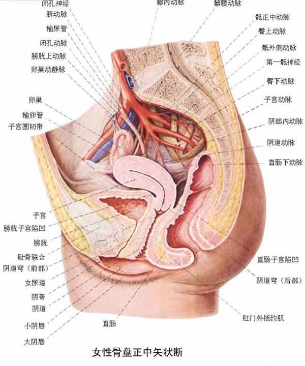 女性生理结构解剖图 搜狗图片搜索