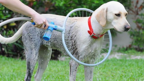 宠物狗洗澡神器,只要用了它,再也不担心狗狗洗澡的问题 