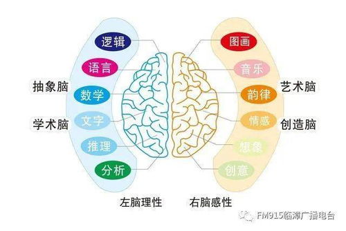 脑神经的词语解释_脑子灵光是怎么样的？