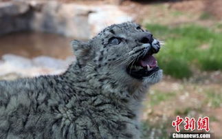 中国人工繁育成活首只雪豹满周岁 征名活动同步启动 组图 