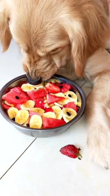 狗狗 这草莓是烂的,我不吃 