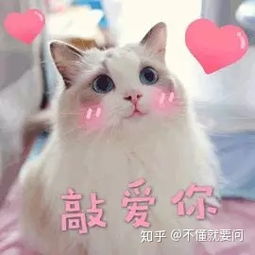 新手养猫需要注意什么 新手养猫该准备什么 