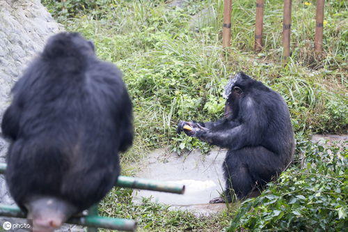 饲养员福利 18岁黑猩猩成精,自学成才洗衣服,还会打透明皂