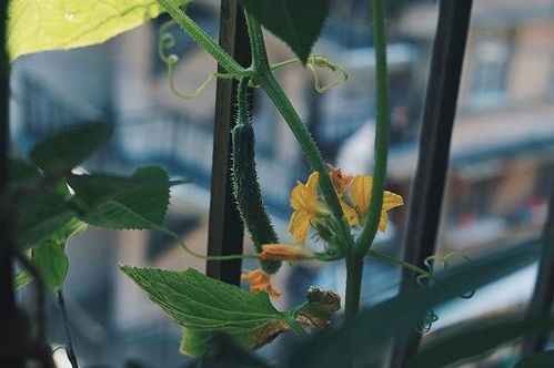 在阳台上种菜 黄瓜cucumber 