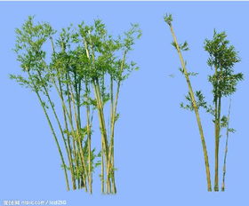 这种是什么竹子要怎么样 名字叫什么 和拇指一般大小三米左右高 