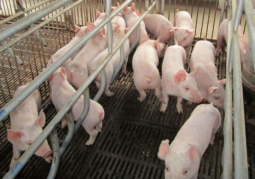 育肥猪如何快速增肥,50斤生猪用哪一种饲料养才能让生猪长肉快