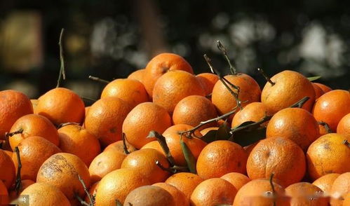 脐橙脐黄病的症状、发病规律及防治方法,红脐橙怎么保花保果