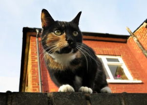 伦敦为全市猫咪制作电子地图 主人可上传详细信息 