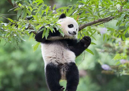 大熊猫肉多又行动缓慢,为啥老虎不敢动它们,查查它的名号