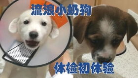 两只小狗狗救助后第一次去宠物医院体检害怕到发抖