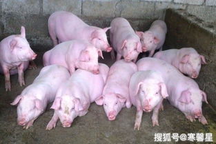 农村禁止养猪是哪个专家提的(农村禁止养猪是哪个专家提的建议)
