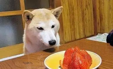 狗狗能吃水果吗 快来看看吧,涨知识