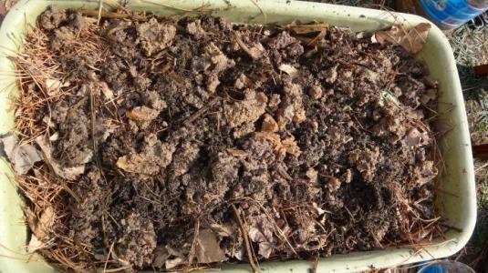 菜籽饼渣可以直接放在花盆下面当做肥料用吗 