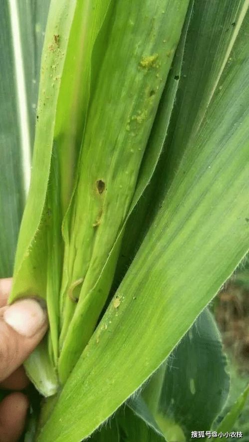 玉米蓟马的危害症状和防治方法,蓟马难治，是田间作物的大危害，该如何防治