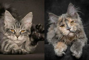 大型猫之缅因猫全面介绍 教你分辨西伯利亚猫和挪威森林猫