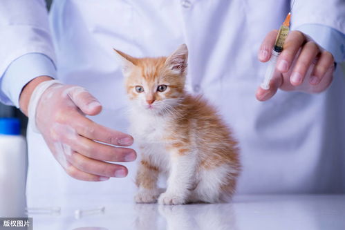 收养的流浪猫,应该先打疫苗还是先做绝育手术呢