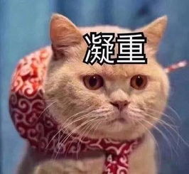 猫表情包震惊疑惑 搜狗图片搜索