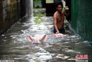 菲律宾洪水泛滥街道被淹 居民赶猪撤离 